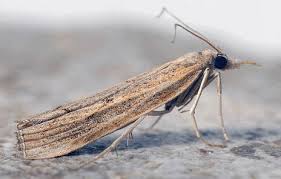 Attēlu rezultāti vaicājumam “Pediasia fascelinella”