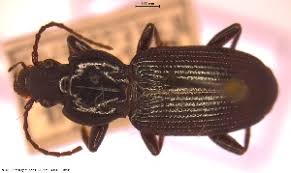 Attēlu rezultāti vaicājumam “Poecilus lepidus”