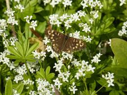 Attēlu rezultāti vaicājumam “Galium odoratum leaf”