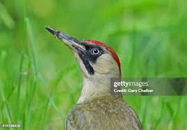 Attēlu rezultāti vaicājumam “Picus viridis”