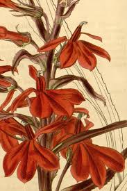 Image result for Lobelien