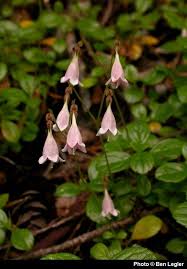 Attēlu rezultāti vaicājumam “Linnaea borealis flower”