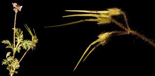 Attēlu rezultāti vaicājumam “Erodium cicutarium fruit”