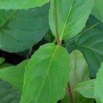 Attēlu rezultāti vaicājumam “Epilobium montanum”