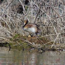 Attēlu rezultāti vaicājumam “Podiceps cristatus nest”