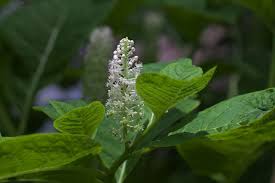 Attēlu rezultāti vaicājumam “Phytolacca acinosa flower”