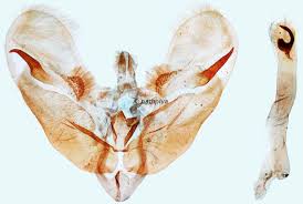 Attēlu rezultāti vaicājumam “Paratalanta hyalinalis”