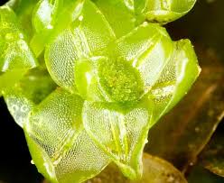 Attēlu rezultāti vaicājumam “Rhizomnium punctatum”