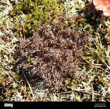 Attēlu rezultāti vaicājumam “Cetraria ericetorum”