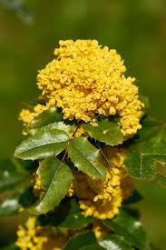 Attēlu rezultāti vaicājumam “Mahonia aquifolium flower”