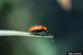 Attēlu rezultāti vaicājumam “Lilioceris lilii”