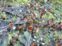 Attēlu rezultāti vaicājumam “Peltigera polydactylon”