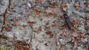 Attēlu rezultāti vaicājumam “Nothorhina punctata”