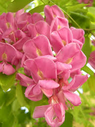 Attēlu rezultāti vaicājumam “Robinia”