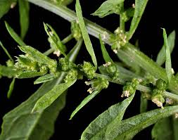 Image result for Chenopodium ambrosioides