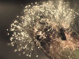 Attēlu rezultāti vaicājumam “Trichia botrytis spores”