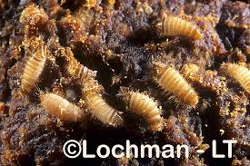 Attēlu rezultāti vaicājumam “Anthrenus sp. larva”