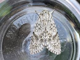 Attēlu rezultāti vaicājumam “Acronicta aceris larva”