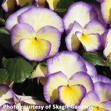 Image result for Viola cornuta
