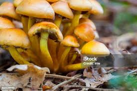 Attēlu rezultāti vaicājumam “Hypholoma sp.”