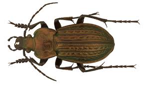 Attēlu rezultāti vaicājumam “Carabus cancellatus”