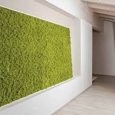 Attēlu rezultāti vaicājumam “Enteridium variabile”