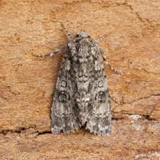 Attēlu rezultāti vaicājumam “Acronicta rumicis imago”