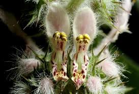 Attēlu rezultāti vaicājumam “Leonurus quinquelobatus flower”