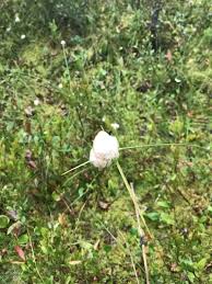 Attēlu rezultāti vaicājumam “Eriophorum gracile leaf”