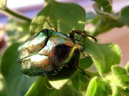 Attēlu rezultāti vaicājumam “Potosia cuprea imago”