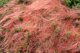 Attēlu rezultāti vaicājumam “Cuscuta epithymum subsp. trifolii”