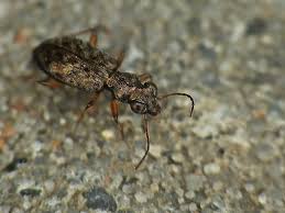 Attēlu rezultāti vaicājumam “Asaphidion pallipes”