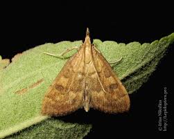 Attēlu rezultāti vaicājumam “Udea fulvalis”