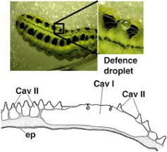 Attēlu rezultāti vaicājumam “Psallus sp. imago”