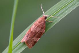 Attēlu rezultāti vaicājumam “Pandemis cinnamomeana”