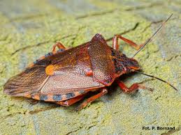 Attēlu rezultāti vaicājumam “Pinthaeus sanguinipes”