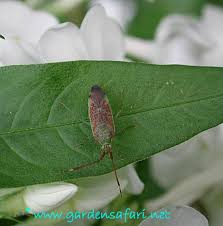 Attēlu rezultāti vaicājumam “Pantilius tunicatus”