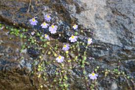 Image result for Utricularia