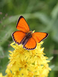 Attēlu rezultāti vaicājumam “Lycaeniinae”