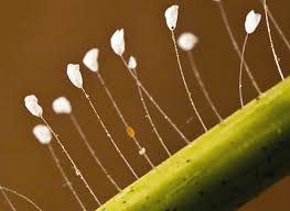 Attēlu rezultāti vaicājumam “Chrysopidae eggs”