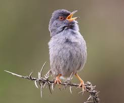 Image result for Sylvia sarda