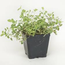 Image result for Origanum majorana