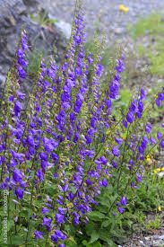 Image result for Campanula trachelium