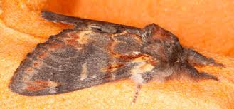 Attēlu rezultāti vaicājumam “Notodonta dromedarius”