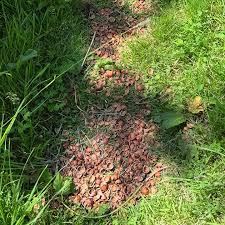 Attēlu rezultāti vaicājumam “Lepidium latifolium leaf”