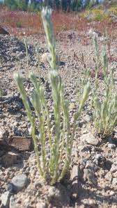 Attēlu rezultāti vaicājumam “Filago arvensis”