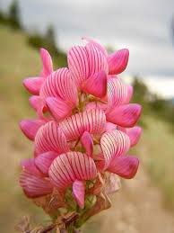 Image result for Onobrychis viciifolia