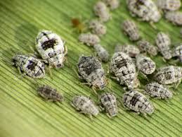 Attēlu rezultāti vaicājumam “Rhopalosiphum oxyacanthae”