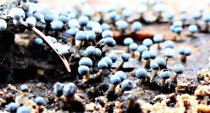 Attēlu rezultāti vaicājumam “Physarum psittacinum”