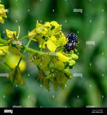 Attēlu rezultāti vaicājumam “Oxythyrea funesta imago”